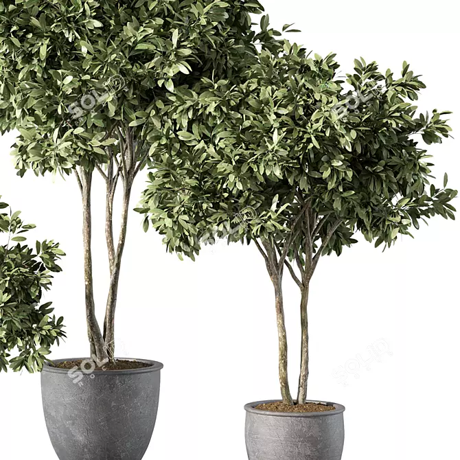 Modern Indoor Plant Set Trio 3D model image 2