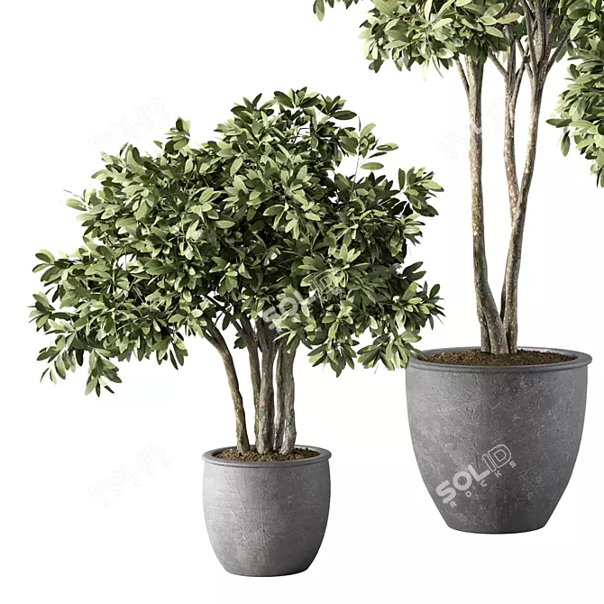 Modern Indoor Plant Set Trio 3D model image 3