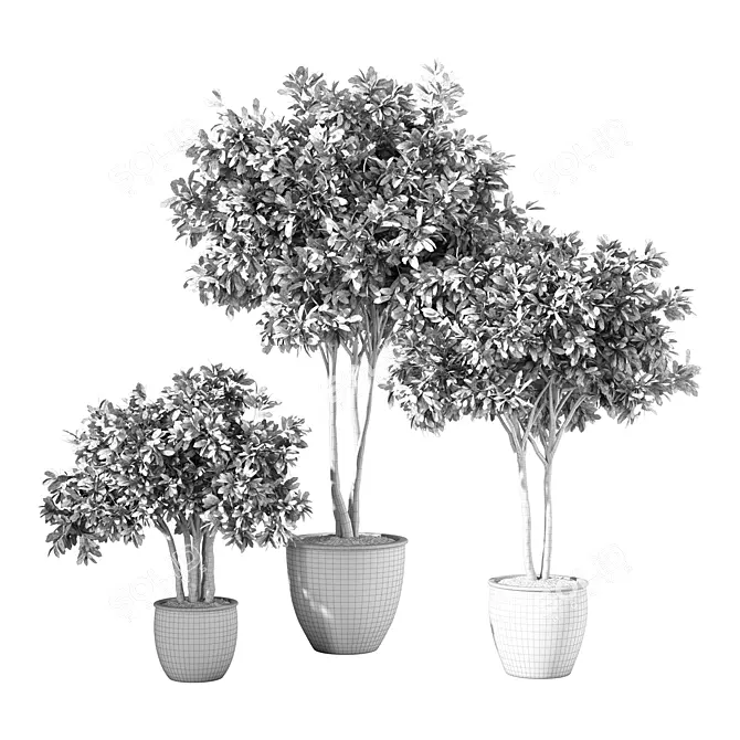 Modern Indoor Plant Set Trio 3D model image 4