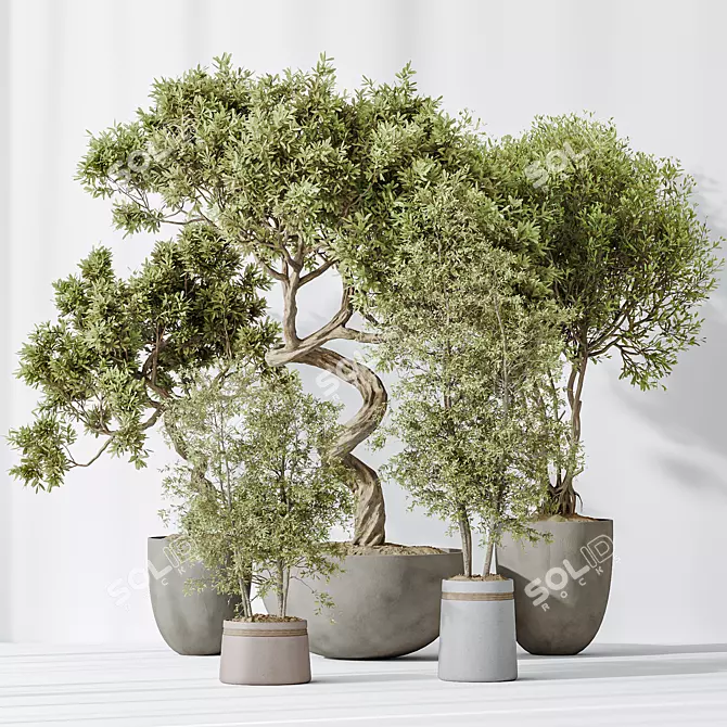 Versatile Indoor Olive Tree Set 3D model image 6