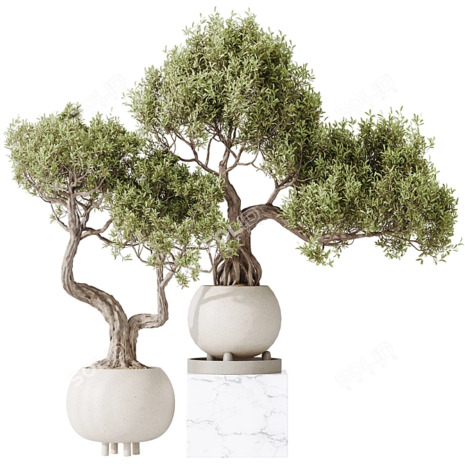 Dual Ficus Bonsai Set Optimal 3D model image 1