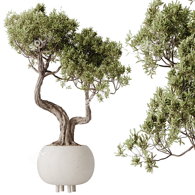 Dual Ficus Bonsai Set Optimal 3D model image 3