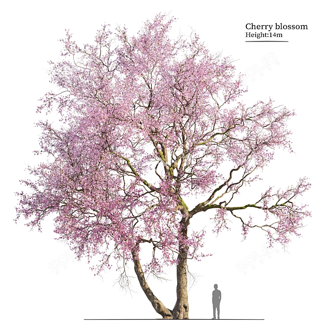 Cherry Blossom Tree Coll. 3D model image 1