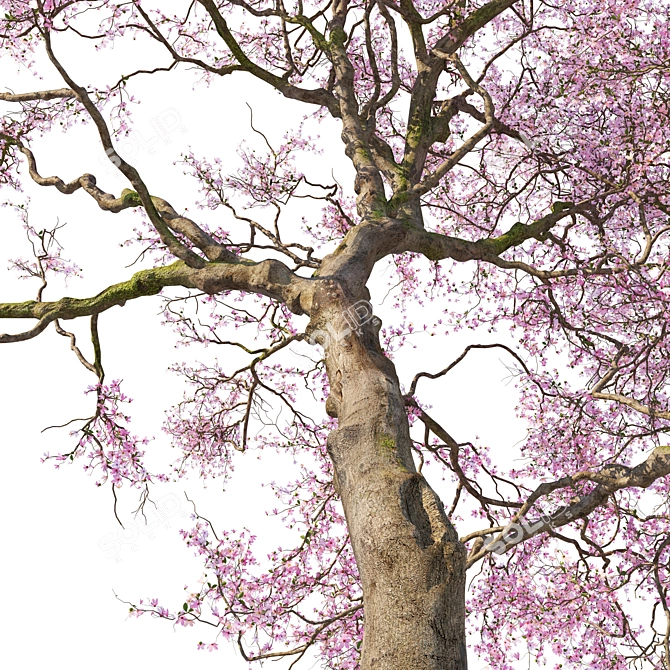 Cherry Blossom Tree Coll. 3D model image 2