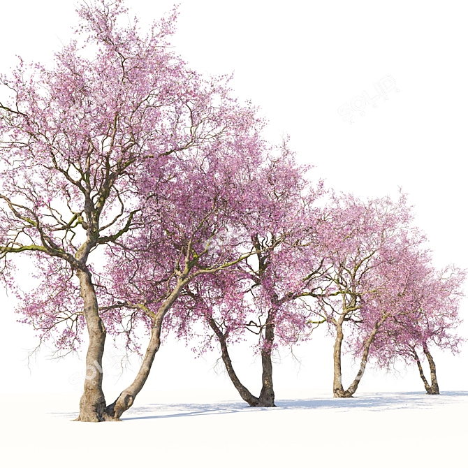 Cherry Blossom Tree Coll. 3D model image 4