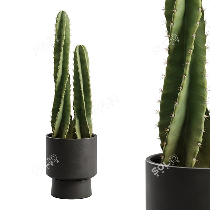 Peruvian Cacti Ornamental Elegance 3D model image 1