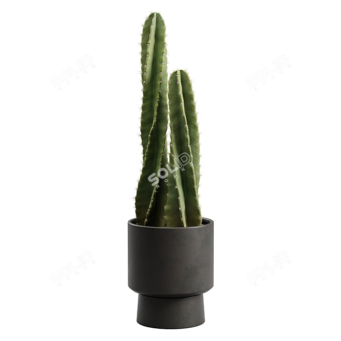 Peruvian Cacti Ornamental Elegance 3D model image 7