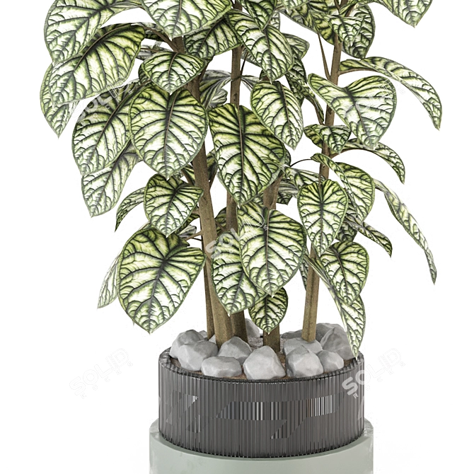 Collection of Indoor Plants 1373 3D model image 2
