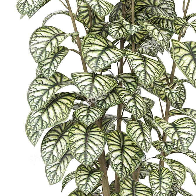 Collection of Indoor Plants 1373 3D model image 3