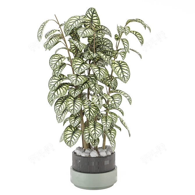 Collection of Indoor Plants 1373 3D model image 4
