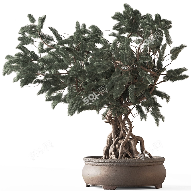 Zen Bonsai Indoor Plant Set 3D model image 1