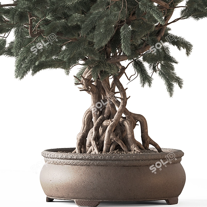 Zen Bonsai Indoor Plant Set 3D model image 5