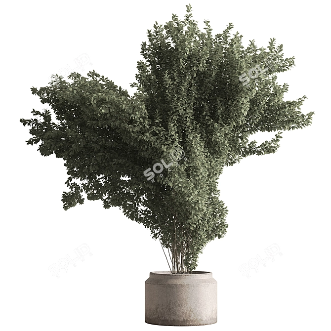 788 Tree in Pot - Indoor 3D model image 1