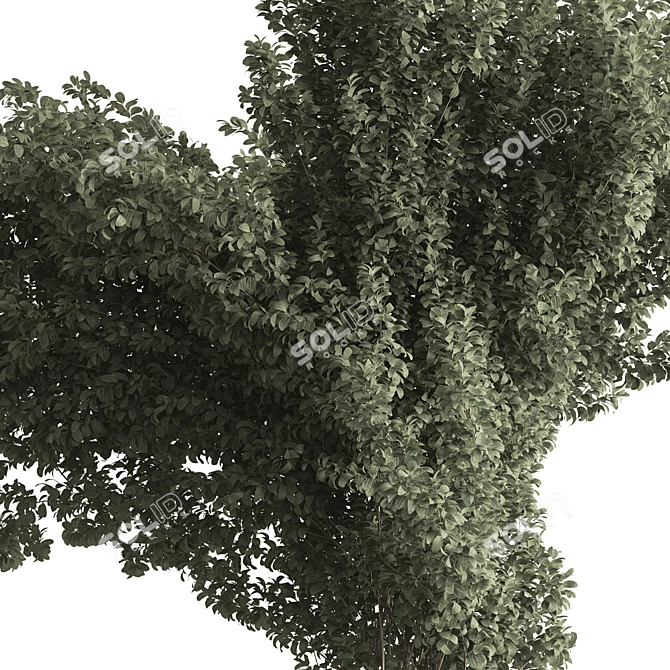 788 Tree in Pot - Indoor 3D model image 2