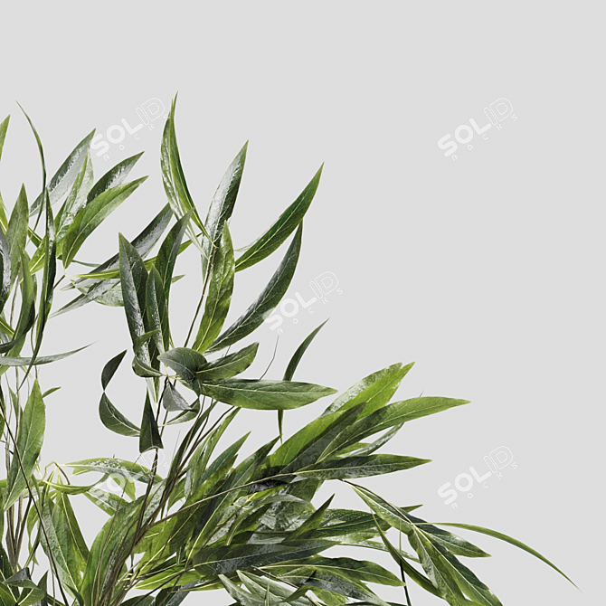 Elegant Branches in Decorative Vases 3D model image 3