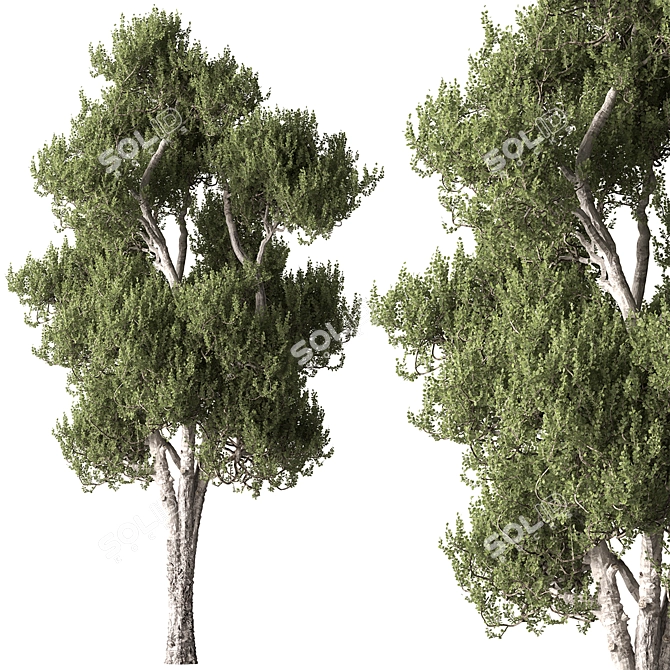 Succulent Trio Set 338 3D model image 1