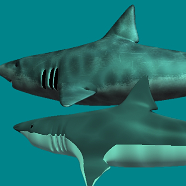 A simple model of sharks (two pieces)