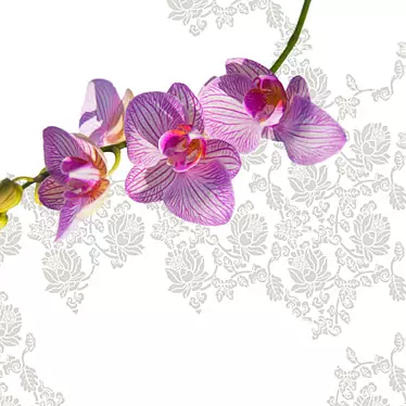 Wallpapers Wall & Deco collection Gio Pagani