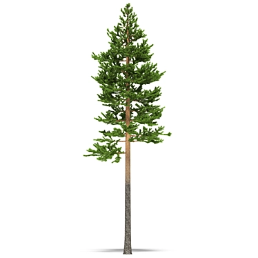 Natural Pine Timber Forest Scene 3D model image 1 