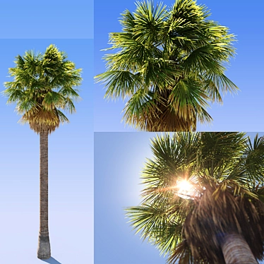 Exterior Palm Tree 3D model image 1 