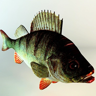 Delicious Freshwater Carp Fish

Translation: Carp Fish

(Note: The translation provided is a direct translation of the term "карась 3D model image 1 