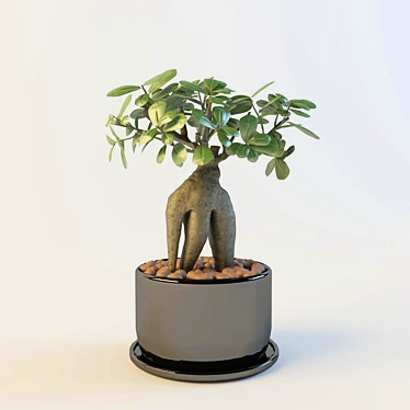 Miniature Ficus Houseplant 3D model image 1 