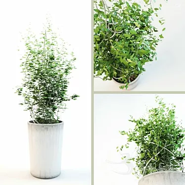 Lush Green Plant with Pot 3D model image 1 