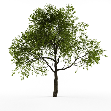 Nature's Beauty: Majestic Tree 3D model image 1 