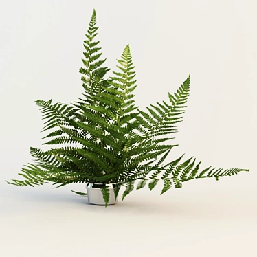 Stunning Fern: A Beautiful Plant 3D model image 1 