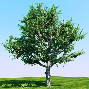 Apple (Apple tree)