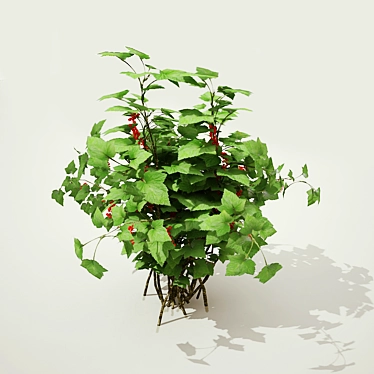 Redcurrant Bush: Perfect for Gardening 3D model image 1 