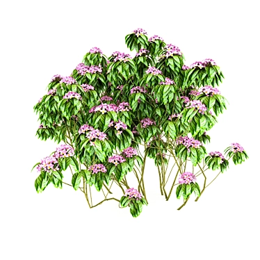 Blooming Spirea Bush 3D model image 1 