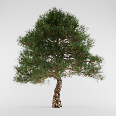 Southern Pine