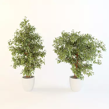 Lush Ficus Plant 3D model image 1 