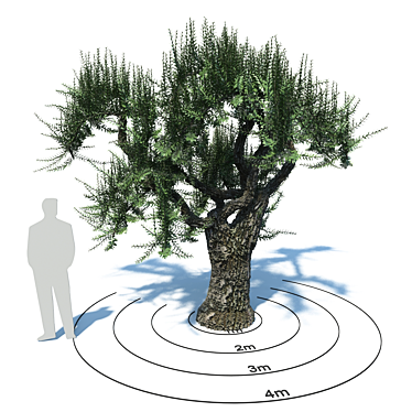 European Olive - Premium Olea europaea 3D model image 1 