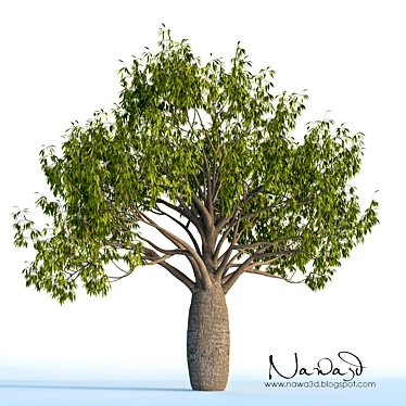 Australian Bottle Tree - Exquisite Native Specimen 3D model image 1 