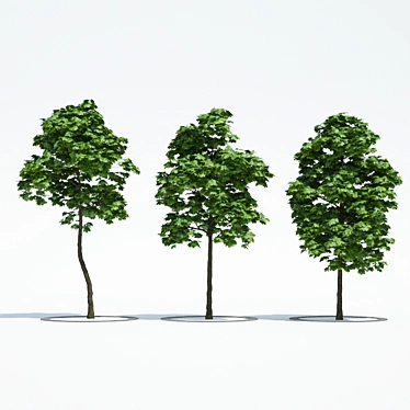3 Maple Trees - Ready for Archi Viz 3D model image 1 