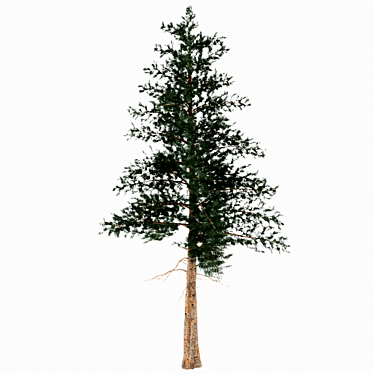 Evergreen Myrtle