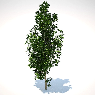 1m Sapling 3D model image 1 