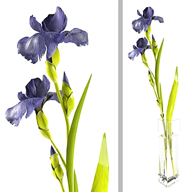 Irises