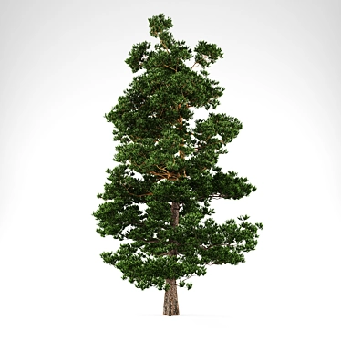  Majestic 10m Pine Tree 3D model image 1 