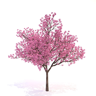 Flowering Dogwood Tree 3D model image 1 