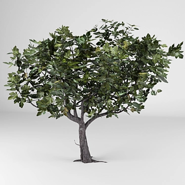 Fresh Fig Harvest: Ficus Carica 3D model image 1 