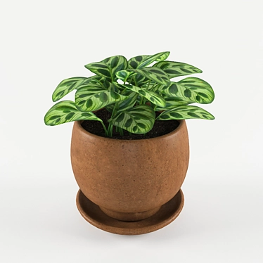 Houseplant Seal Brown