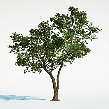 Outdoor Tree with High Trunk Texture 3D model image 1 