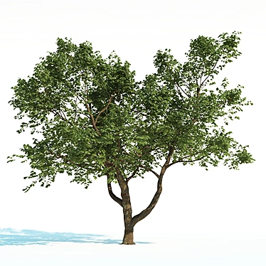 ArchViz Common Tree Pack 3D model image 1 