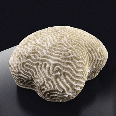 Faviidae Coral Decor 20x20x10cm 3D model image 1 