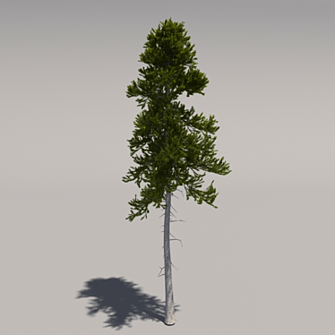 Giant Pine Tree 3D model image 1 