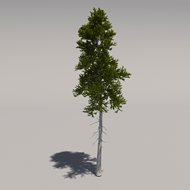 Giant Pine Tree: 3rd Edition 3D model image 1 