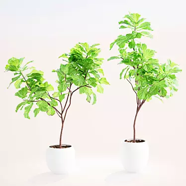 Elegant Ficus Lyrata Plant Accent 3D model image 1 